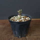 A.ペチュエリー(実生) 29