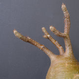 P.グラキリス 1553