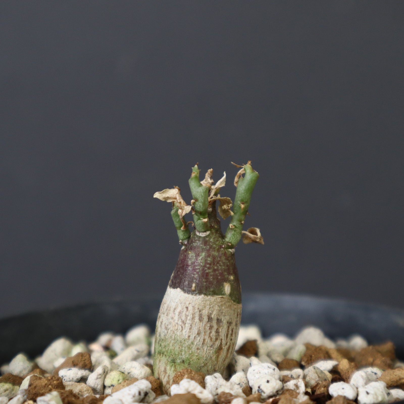 A.ペチュエリー(実生) 29 – TaiShoDo ONLINE SHOP