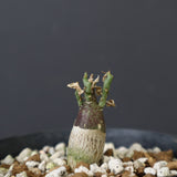 A.ペチュエリー(実生) 29