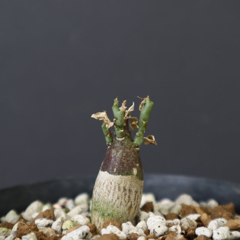 A.ペチュエリー(実生) 29