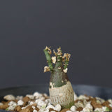 A.ペチュエリー(実生) 29