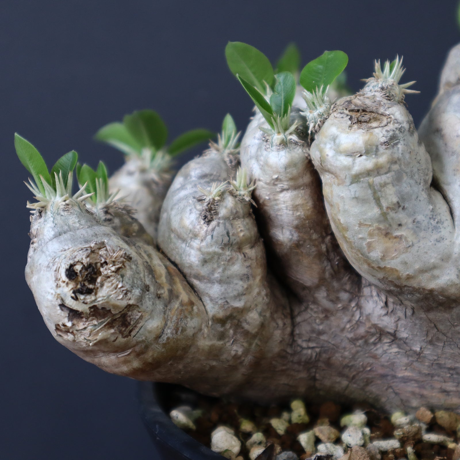 P.ブレビカウレ（恵比寿笑い） 3 – TaiShoDo ONLINE SHOP