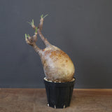 P.グラキリス 1988