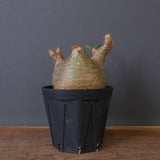 P.グラキリス 1612