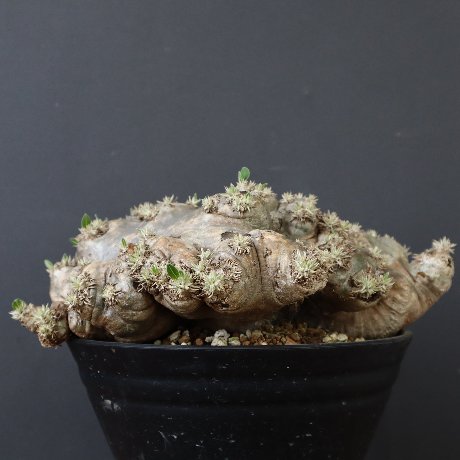 P.ブレビカウレ（恵比寿笑い）19 – TaiShoDo ONLINE SHOP