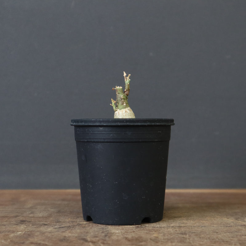 A.ペチュエリー(実生) 18