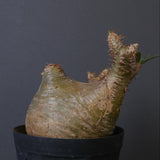 P.グラキリス 1612