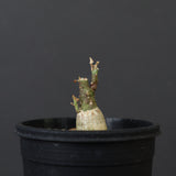 A.ペチュエリー(実生) 18