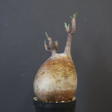 P.グラキリス 1988