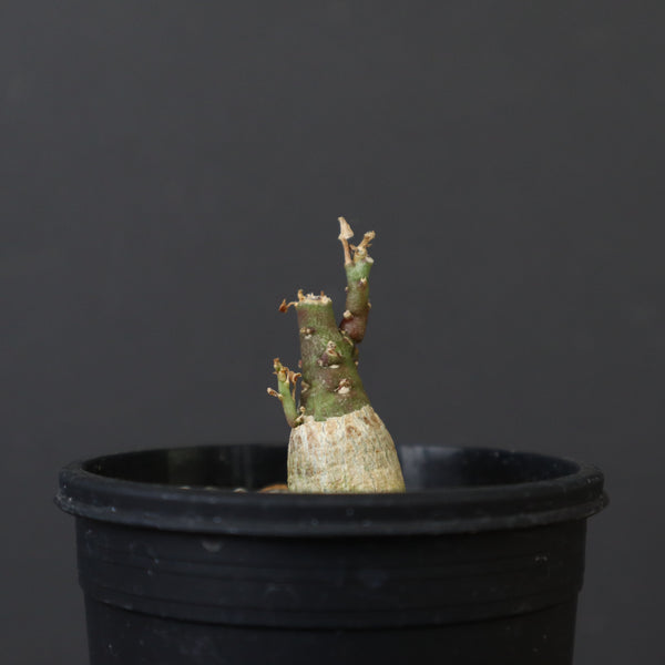 A.ペチュエリー(実生) 18