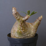 P.グラキリス 1612