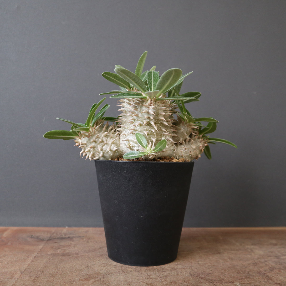 /様 塊根植物他 実生苗 2/3 塊根植物 – 2ページ目 – TaiShoDo ONLINE SHOP
