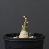 A.ペチュエリー(実生) 18