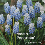ムスカリ ペパーミント　