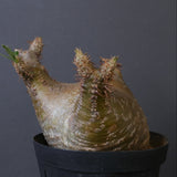 P.グラキリス 1612