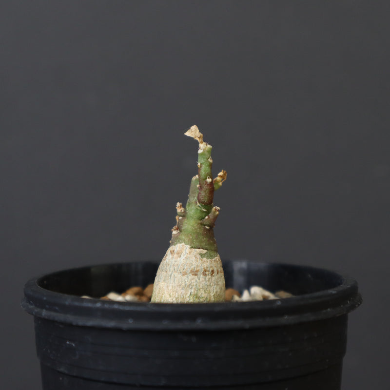 A.ペチュエリー(実生) 18