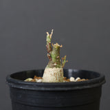 A.ペチュエリー(実生) 18