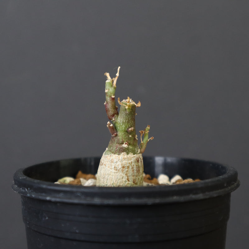 A.ペチュエリー(実生) 18