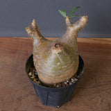 P.グラキリス 1612