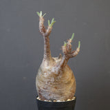 P.グラキリス 1988