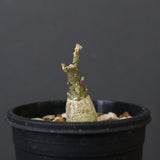 A.ペチュエリー(実生) 18