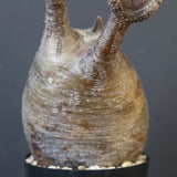 P.グラキリス 1988