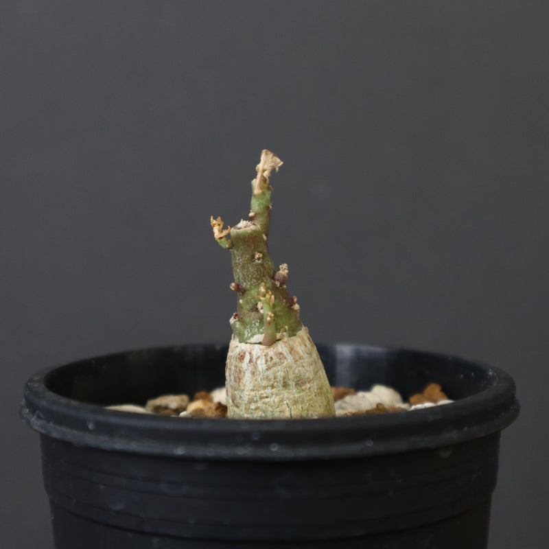 A.ペチュエリー(実生) 18