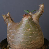 P.グラキリス 1612