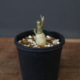 A.ペチュエリー(実生) 18