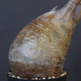 P.グラキリス 1988