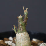 A.ペチュエリー(実生) 18