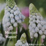 ムスカリ マノン