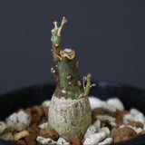 A.ペチュエリー(実生) 18