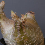 P.グラキリス 1612