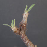 P.グラキリス 1988