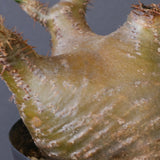 P.グラキリス 1612