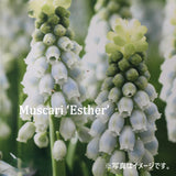 ムスカリ エスター　