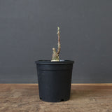 A.ペチュエリー(実生) 34