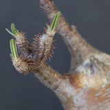 P.グラキリス 1988