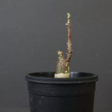 A.ペチュエリー(実生) 34