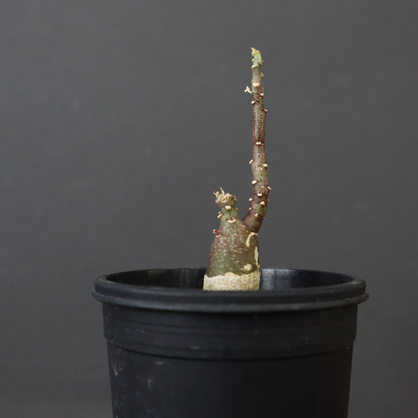 A.ペチュエリー(実生) 34