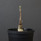 A.ペチュエリー(実生) 34