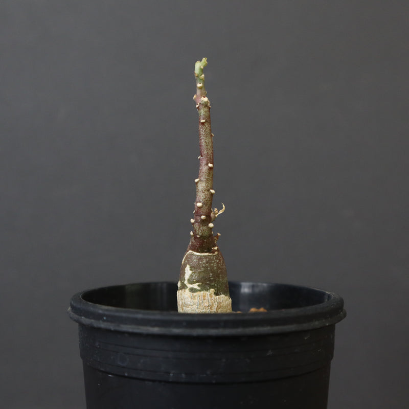 A.ペチュエリー(実生) 34