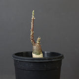 A.ペチュエリー(実生) 34