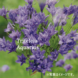 トリテレイア　アクアリウス　
