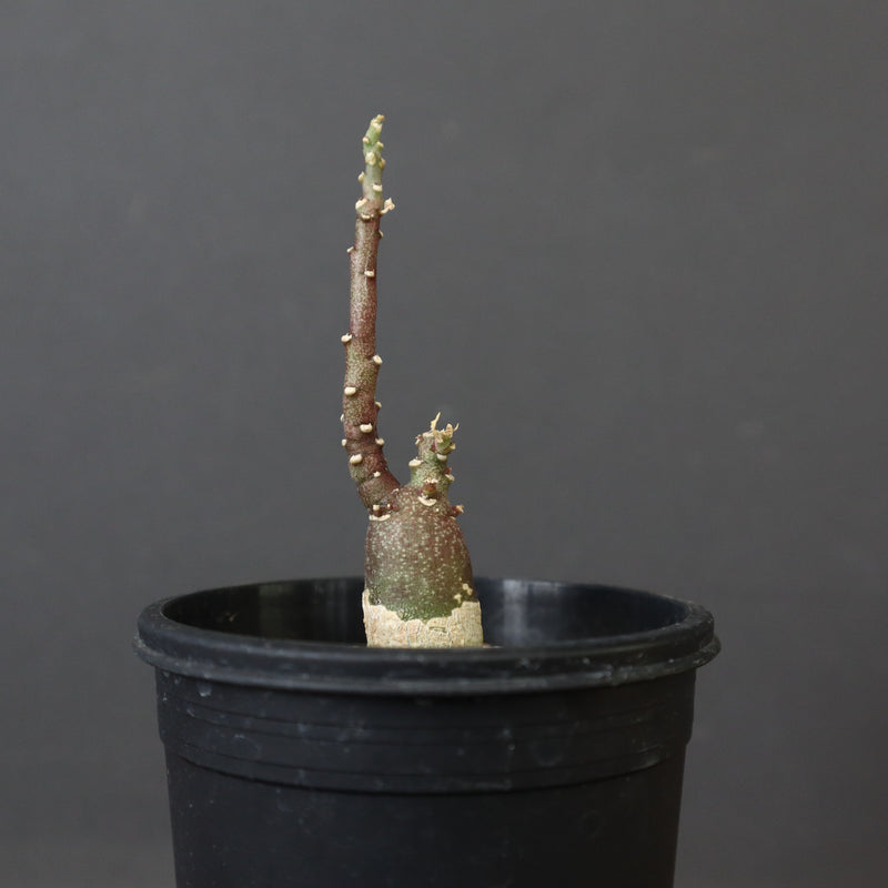 A.ペチュエリー(実生) 34