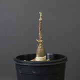 A.ペチュエリー(実生) 34