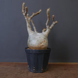 P.グラキリス 770