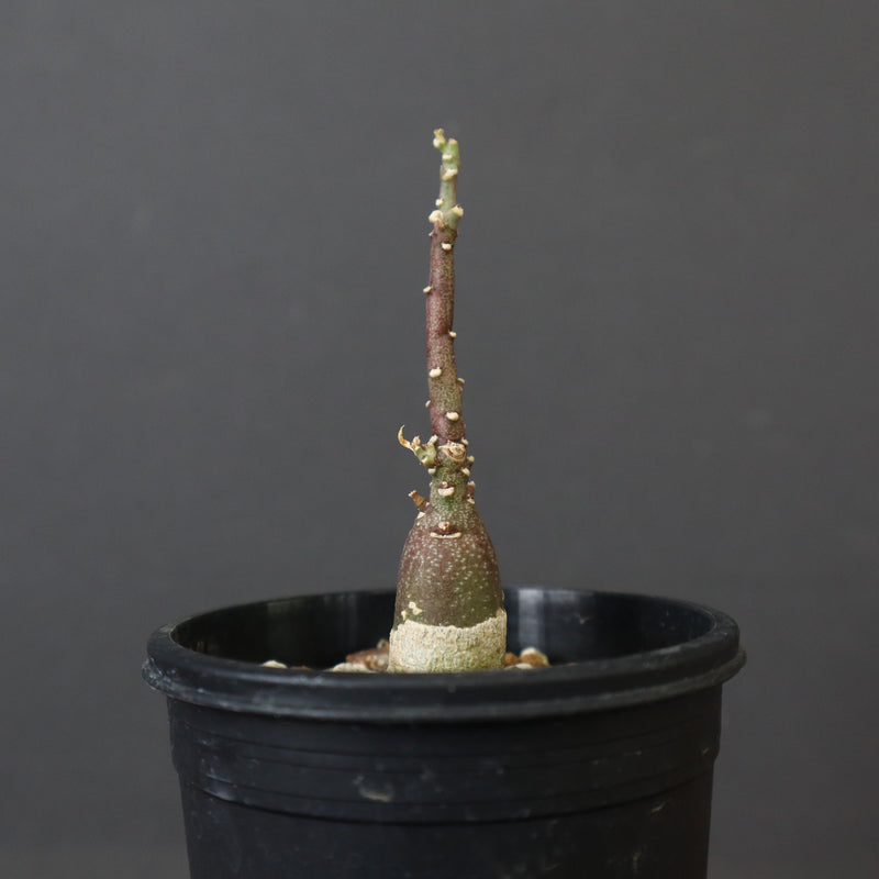 A.ペチュエリー(実生) 34